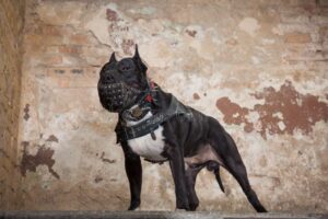 Registro municipal, prevención y canal de denuncias: así es la nueva ordenanza sobre perros peligrosos en Río Segundo